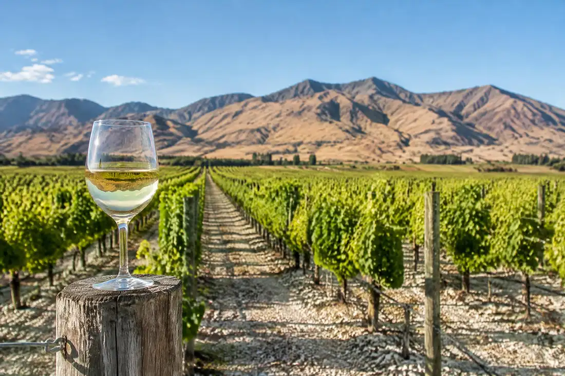 Glas frisk hvidvin foran vinrækker og bjerge i Marlborough